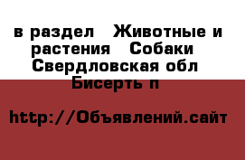  в раздел : Животные и растения » Собаки . Свердловская обл.,Бисерть п.